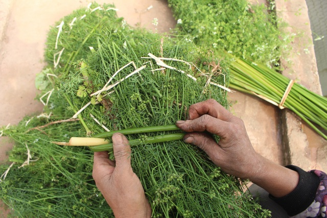 Ngôi làng Hà Nội trồng loại cây giải xui, chỉ thu hoạch 5 ngày cận Tết - 5 Ngôi làng Hà Nội trồng loại cây giải xui, chỉ thu hoạch 5 ngày cận Tết - 5