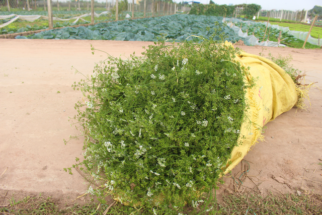 Ngôi làng Hà Nội trồng loại cây giải xui, chỉ thu hoạch 5 ngày cận Tết - 6