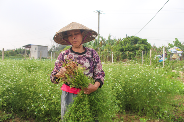 Ngôi làng Hà Nội trồng loại cây giải xui, chỉ thu hoạch 5 ngày cận Tết - 7 Ngôi làng Hà Nội trồng loại cây giải xui, chỉ thu hoạch 5 ngày cận Tết - 7