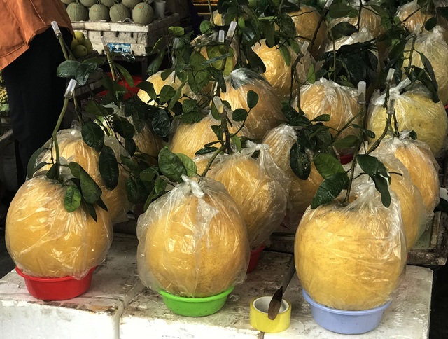 Giant grapefruit 10 kg / fruit, Hanoi people hunt to buy to display Tet - 1