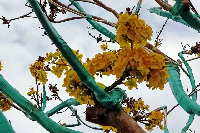 Độc đáo cây mai Tiến Vua quý hiếm ở chợ hoa Xuân Cần Thơ - 8 Độc đáo cây mai Tiến Vua quý hiếm ở chợ hoa Xuân Cần Thơ - 8