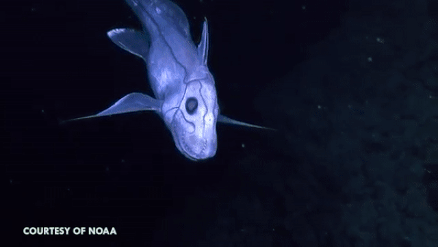 Cá mập ma - Sinh vật huyền bí nhất dưới đáy đại dương - 2