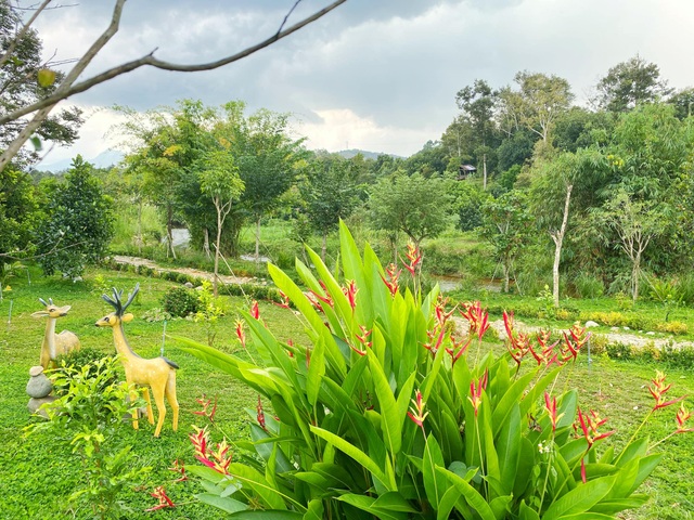 Trang trại rộng 1,5 ha, tràn ngập rau trái sạch của nữ giảng viên ở Sài Gòn - 6