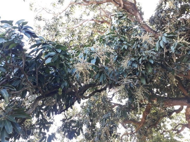 An old mango for 300 years in the land of Prince Bac Lieu 5 people hugging the tree's trunk not all - 6