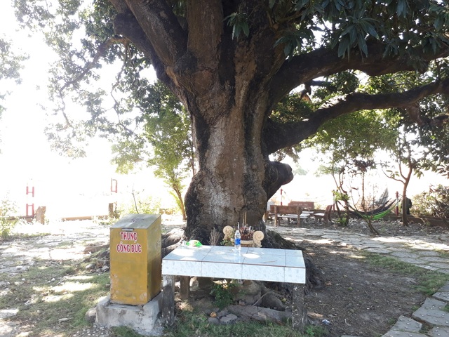 An old mango for 300 years in the land of Prince Bac Lieu 5 people hugging the tree's trunk not all - 7