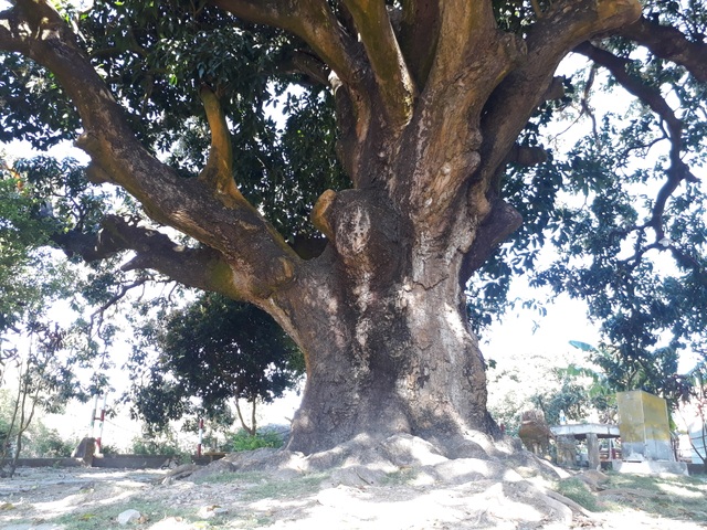 An old mango for 300 years in the land of Prince Bac Lieu 5 people hugged the tree's trunk not all - 1