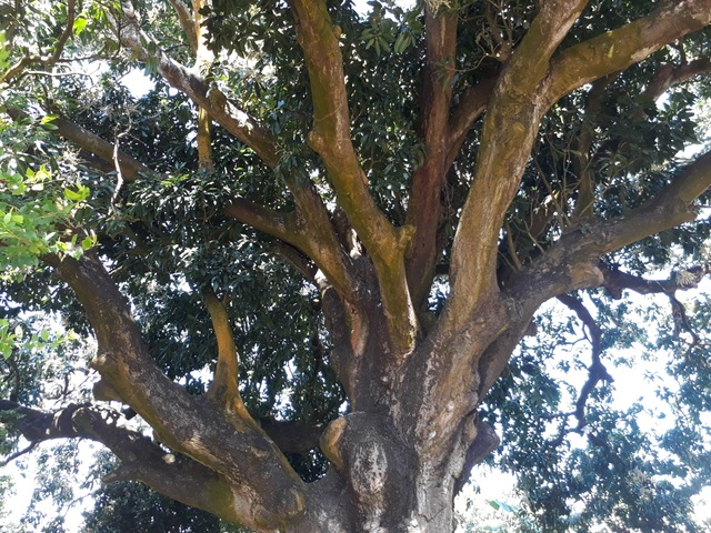 An old mango for 300 years in the land of Prince Bac Lieu 5 people hugging the tree's trunk not all - 5