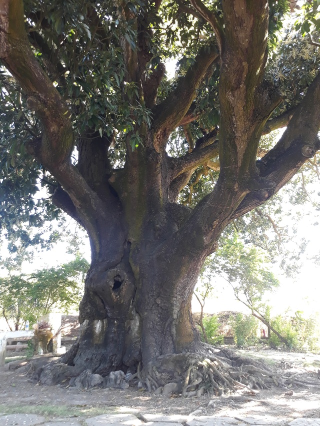 An old mango for 300 years in the land of Prince Bac Lieu 5 people hugging the tree's trunk not all - 3