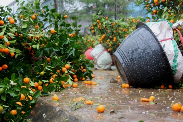 Mưa giông lớn quật đổ hàng trăm chậu quất, đào ở chợ hoa Tết - 3 Mưa giông lớn quật đổ hàng trăm chậu quất, đào ở chợ hoa Tết - 3