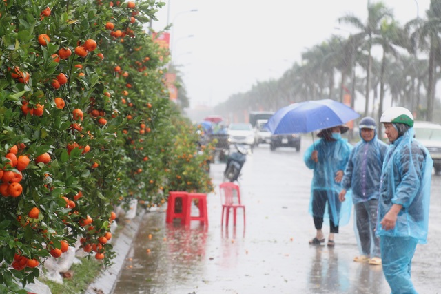 Mưa giông lớn quật đổ hàng trăm chậu quất, đào ở chợ hoa Tết - 2 Mưa giông lớn quật đổ hàng trăm chậu quất, đào ở chợ hoa Tết - 2
