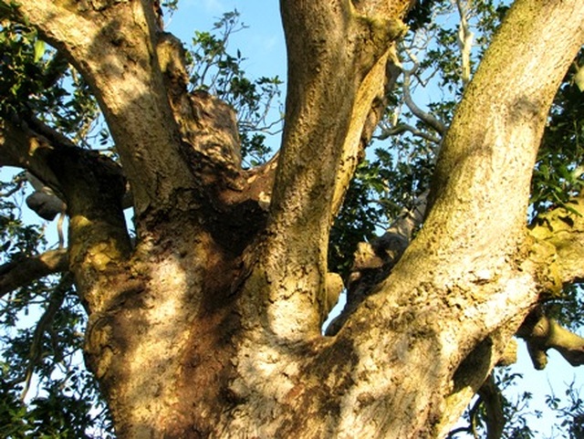 An old mango for 300 years in the land of Prince Bac Lieu 5 people hugging the tree's trunk not all - 4