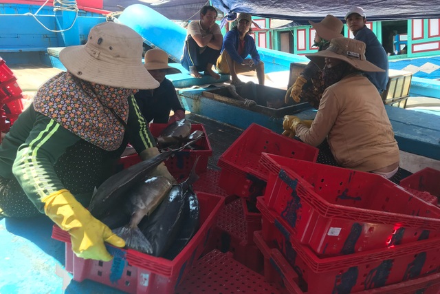 Trúng mẻ cá lớn, ngư dân Lý Sơn rủng rỉnh đón Tết - 1 Trúng mẻ cá lớn, ngư dân Lý Sơn rủng rỉnh đón Tết - 1