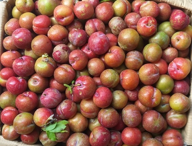 Mận hậu trái mùa, đắt hơn bò Mỹ vẫn hút khách dịp Tết - 1 Mận hậu trái mùa, đắt hơn bò Mỹ vẫn hút khách dịp Tết - 1