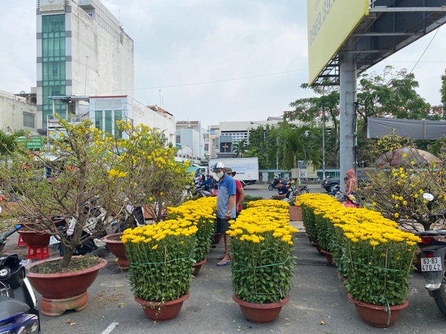 Trâu kiểng độc lạ vài chục triệu đồng; buôn mai, đào buồn chưa từng thấy - 7 Trâu kiểng độc lạ vài chục triệu đồng; buôn mai, đào buồn chưa từng thấy - 7