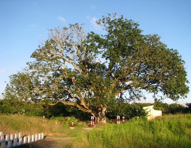 An old mango for 300 years in the land of Prince Bac Lieu 5 people hugging the tree's trunk not all - 2