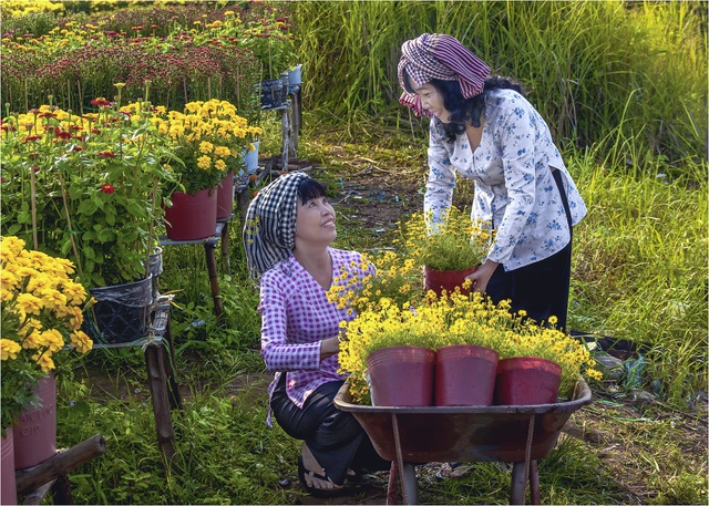 Chuẩn bị đưa hoa ra chợ Tết… - 1 Chuẩn bị đưa hoa ra chợ Tết… - 1