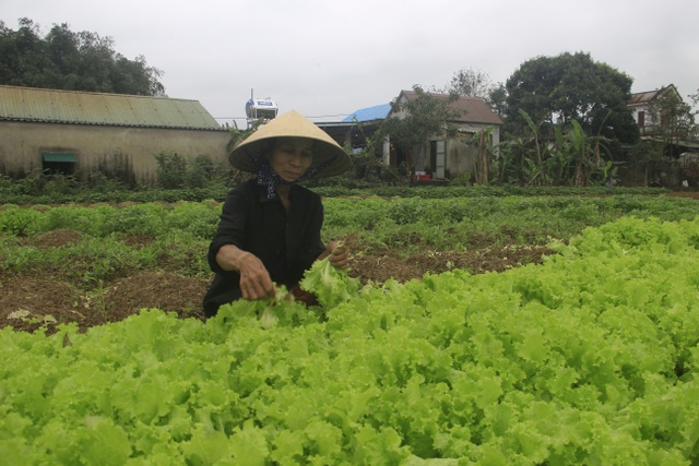 Người dân vùng lũ Quảng Trị sửa soạn đón Tết cổ truyền - 7 Người dân vùng lũ Quảng Trị sửa soạn đón Tết cổ truyền - 7