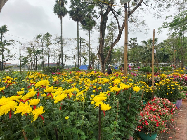 Chợ hoa xuân Hội An không ế ẩm như dự đoán; Huế người bán nhiều hơn mua - 5 Chợ hoa xuân Hội An không ế ẩm như dự đoán; Huế người bán nhiều hơn mua - 5