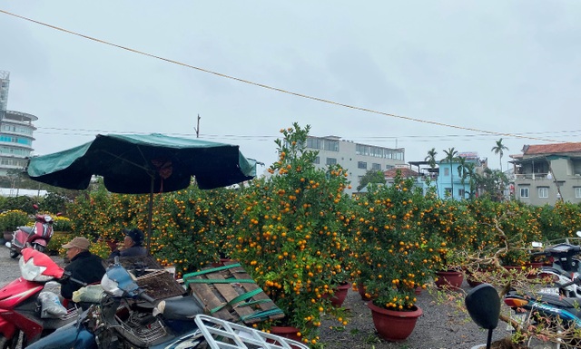 Chợ hoa xuân Hội An không ế ẩm như dự đoán; Huế người bán nhiều hơn mua - 7 Chợ hoa xuân Hội An không ế ẩm như dự đoán; Huế người bán nhiều hơn mua - 7