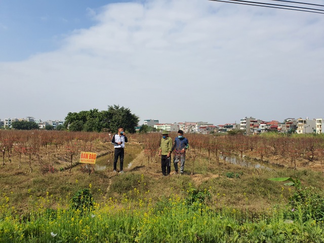 Hải Dương: Chiều 29 Tết đào nở đỏ ruộng, cả làng trắng tay vì Covid-19 - 10 Hải Dương: Chiều 29 Tết đào nở đỏ ruộng, cả làng trắng tay vì Covid-19 - 10