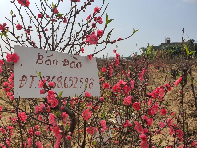 Hải Dương: Chiều 29 Tết đào nở đỏ ruộng, cả làng trắng tay vì Covid-19 - 7 Hải Dương: Chiều 29 Tết đào nở đỏ ruộng, cả làng trắng tay vì Covid-19 - 7