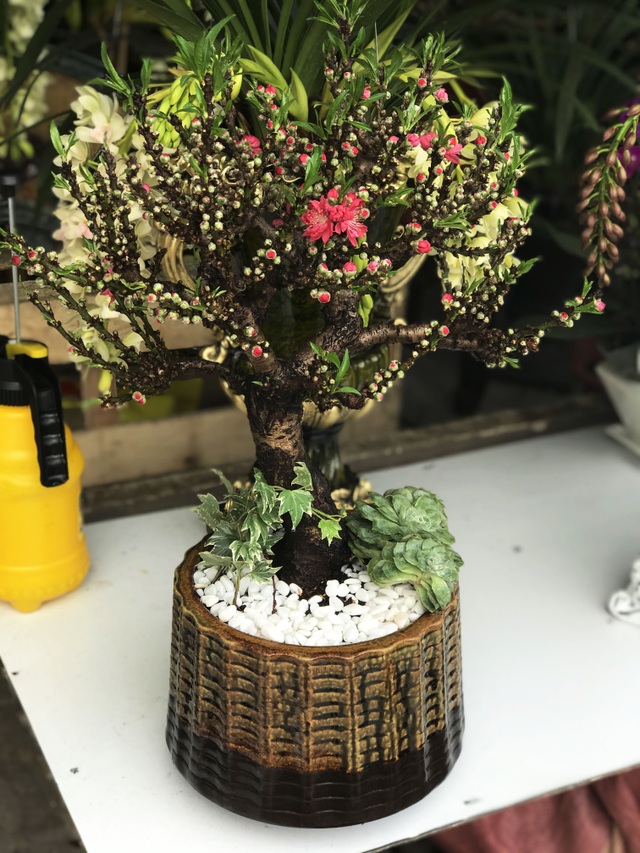 Bỏ tiền triệu mua cành đào lạ, thượng đế ngã ngửa với cú lừa của dân buôn - 1 Bỏ tiền triệu mua cành đào lạ, thượng đế ngã ngửa với cú lừa của dân buôn - 1
