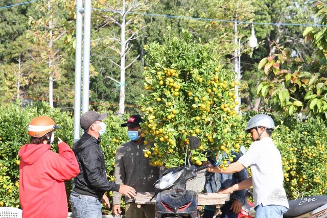 Ninh Thuận: Hoa không về thành phố, nông dân chở ra đường bán - 6
