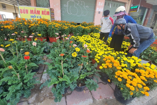 Ninh Thuận: Hoa không về thành phố, nông dân chở ra đường bán - 2 Ninh Thuận: Hoa không về thành phố, nông dân chở ra đường bán - 2