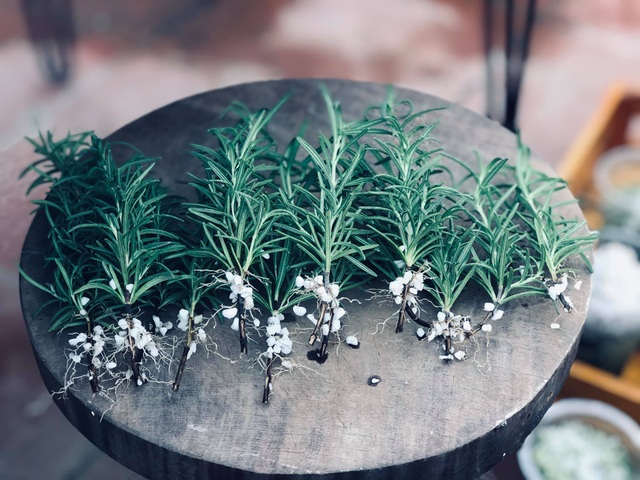 Khu vườn trăm loài thảo mộc xanh tốt trên sân thượng của mẹ đảm Hà thành - 2 Khu vườn trăm loài thảo mộc xanh tốt trên sân thượng của mẹ đảm Hà thành - 2