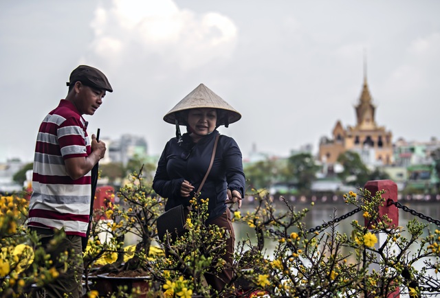 Chọn mai ngày Tết - 1 Chọn mai ngày Tết - 1