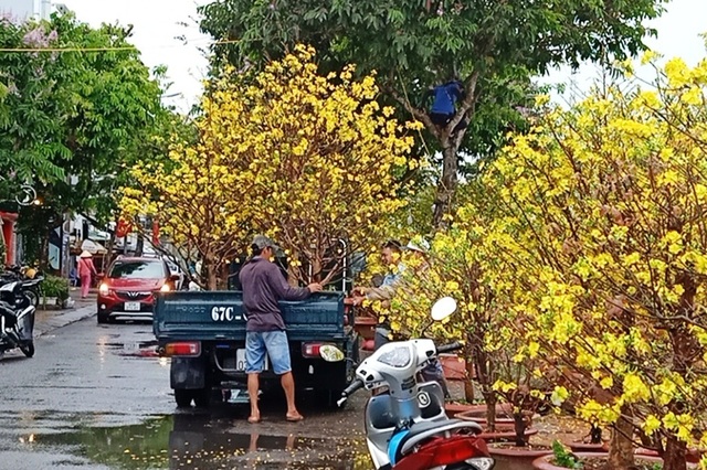 Sáng 30 Tết, Cần Thơ mưa lất phất, dân buôn hoa kiểng héo ruột - 4 Sáng 30 Tết, Cần Thơ mưa lất phất, dân buôn hoa kiểng héo ruột - 4