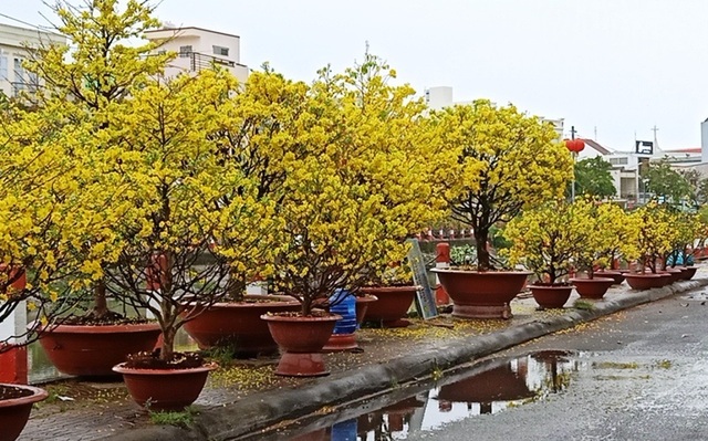 Sáng 30 Tết, Cần Thơ mưa lất phất, dân buôn hoa kiểng héo ruột - 3 Sáng 30 Tết, Cần Thơ mưa lất phất, dân buôn hoa kiểng héo ruột - 3