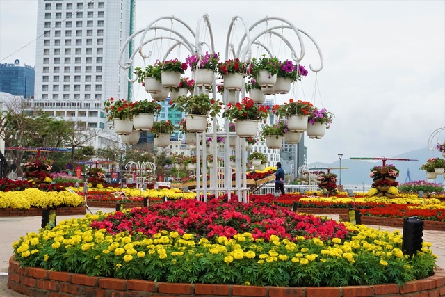 Cận cảnh nhan sắc đường hoa xuân tiền tỷ tại Đà Nẵng - 2 Cận cảnh nhan sắc đường hoa xuân tiền tỷ tại Đà Nẵng - 2