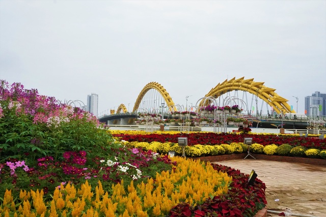 Close-up of the beauty of billions of spring flowers in Da Nang - 3