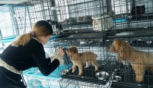 Dịch vụ trông thú cưng kiếm bội tiền cuối năm - 1 Dịch vụ trông thú cưng kiếm bội tiền cuối năm - 1