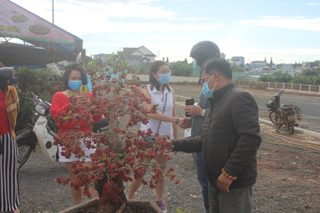 Môi trường sống và điều kiện sinh trưởng tốt nhất cho cây dâu tằm bonsai mini là gì?
