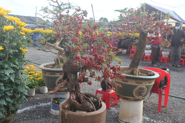 Cây dâu tằm nhuộm đỏ quả chín độc đáo hút khách chợ xuân - 3 Cây dâu tằm nhuộm đỏ quả chín độc đáo hút khách chợ xuân - 3