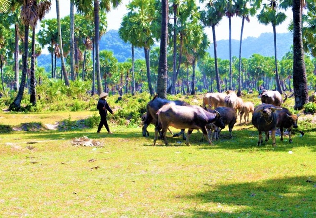 Tết năm sửu nghe người miền Tây kể chuyện làm giàu cùng con trâu - 4 Tết năm sửu nghe người miền Tây kể chuyện làm giàu cùng con trâu - 4