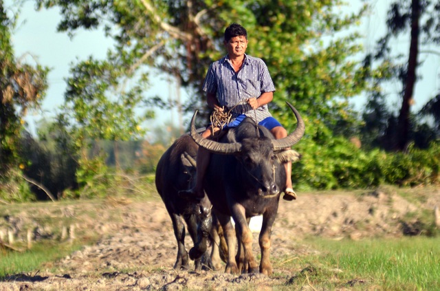 Nông dân thành tỷ phú nhờ... nuôi hàng trăm con trâu - 4 Nông dân thành tỷ phú nhờ... nuôi hàng trăm con trâu - 4