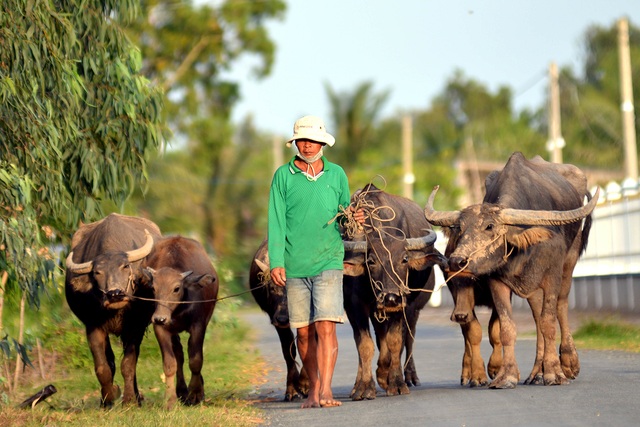 Nông dân thành tỷ phú nhờ... nuôi hàng trăm con trâu - 5 Nông dân thành tỷ phú nhờ... nuôi hàng trăm con trâu - 5