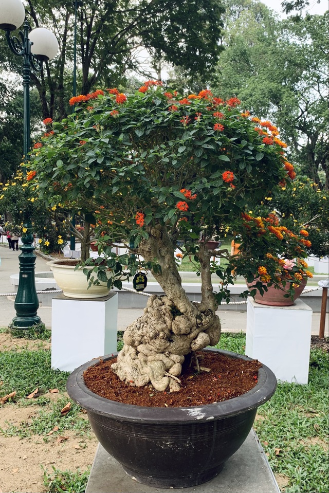 Hội hoa xuân năm Covid, dù đẹp rực rỡ vẫn vắng lặng, đìu hiu - 21 Hội hoa xuân năm Covid, dù đẹp rực rỡ vẫn vắng lặng, đìu hiu - 21