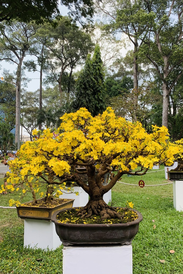 Hội hoa xuân năm Covid, dù đẹp rực rỡ vẫn vắng lặng, đìu hiu - 16 Hội hoa xuân năm Covid, dù đẹp rực rỡ vẫn vắng lặng, đìu hiu - 16