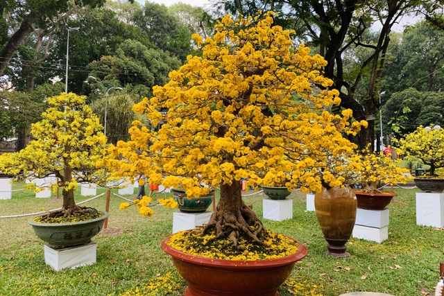 Hội hoa xuân năm Covid, dù đẹp rực rỡ vẫn vắng lặng, đìu hiu - 8 Hội hoa xuân năm Covid, dù đẹp rực rỡ vẫn vắng lặng, đìu hiu - 8