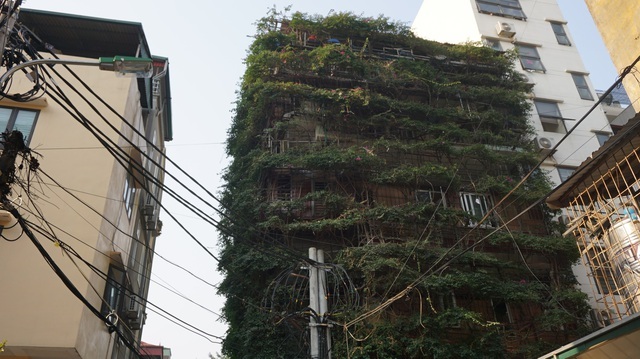 Những căn nhà phủ kín cây xanh như rừng nhiệt đới giữa phố thị tại Việt Nam - 2