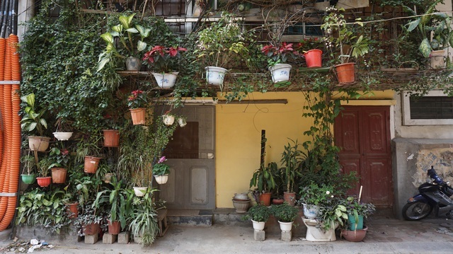 Những căn nhà phủ kín cây xanh như rừng nhiệt đới giữa phố thị tại Việt Nam - 4