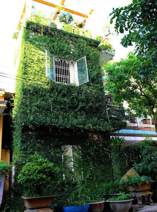 Những căn nhà phủ kín cây xanh như rừng nhiệt đới giữa phố thị tại Việt Nam - 8