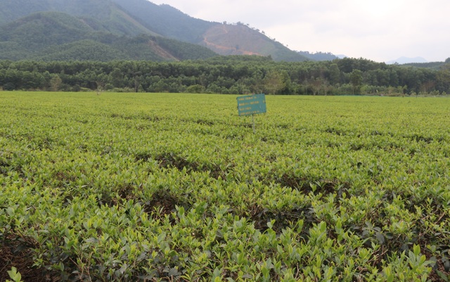 Trồng cây hiệu quả gấp 5 lần lúa, lạc… giúp người dân miền núi thoát nghèo - 3 Trồng cây hiệu quả gấp 5 lần lúa, lạc… giúp người dân miền núi thoát nghèo - 3