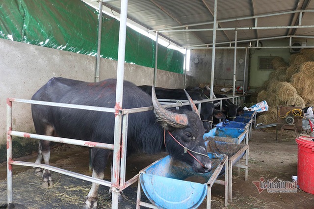Cả làng Xứ Nghệ xuất ngoại tầm trâu Thái Lan bán sang Trung Quốc - 8 Cả làng Xứ Nghệ xuất ngoại tầm trâu Thái Lan bán sang Trung Quốc - 8