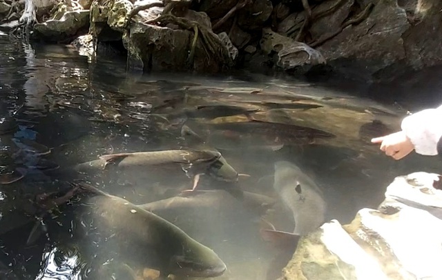  Thousands of people crowded to watch the magic fish on New Year's Day - 8