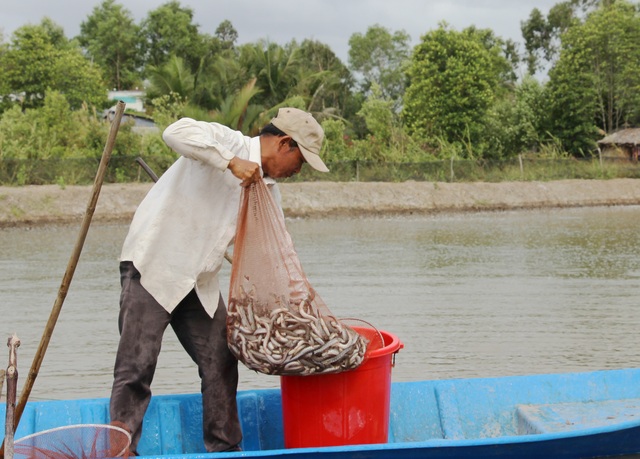Nghề nuôi cá kèo sống khỏe dịp Tết, bỏ túi cả chục triệu đồng mỗi ngày - 2 Nghề nuôi cá kèo sống khỏe dịp Tết, bỏ túi cả chục triệu đồng mỗi ngày - 2